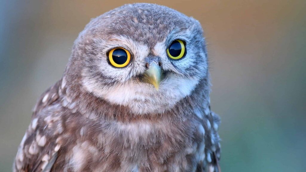 Discovering the Bird Diversity in the Greek Islands