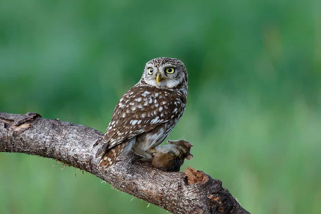 Discovering the Bird Diversity in the Greek Islands