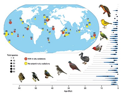 Discovering the Bird Diversity in the Greek Islands