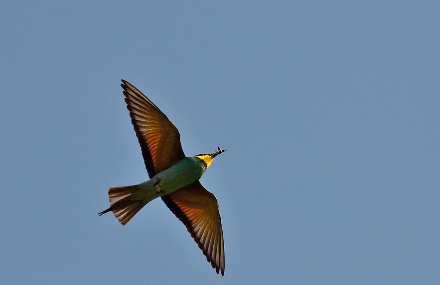 Discovering the Bird Diversity in the Greek Islands