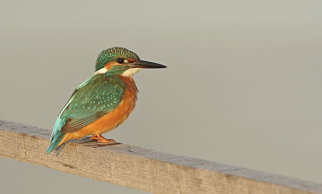 Discovering the Bird Diversity in the Greek Islands