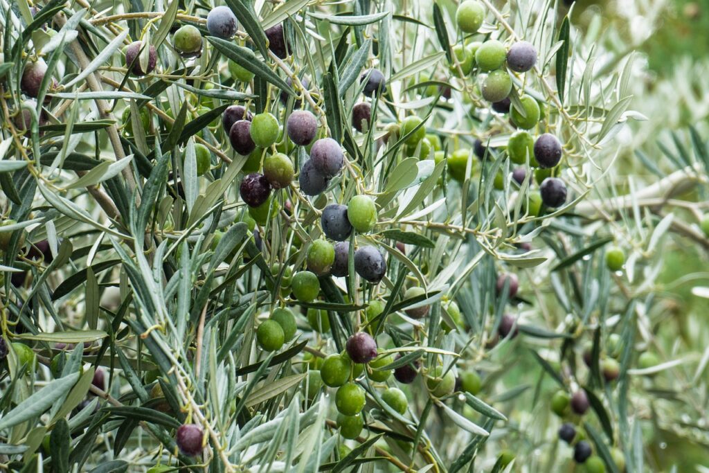 Exploring the Olive Groves of Crete: A Journey into Greek Island Culture