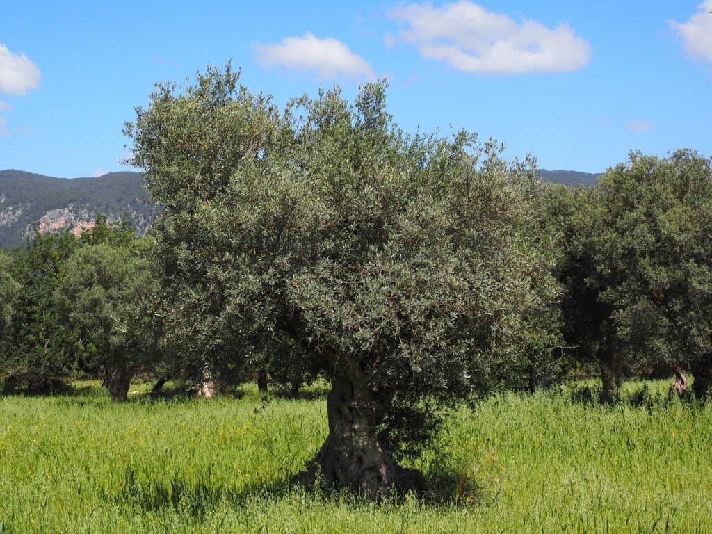 Exploring the Olive Groves of Crete: A Journey into Greek Island Culture