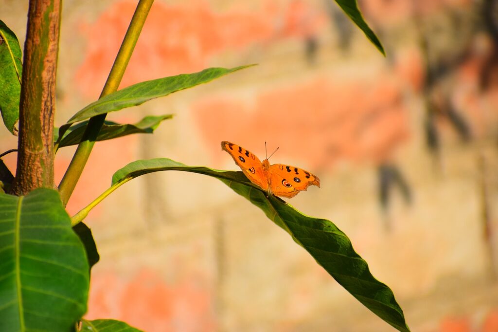 Birdwatching in the Greek Islands: A Nature Lovers Guide